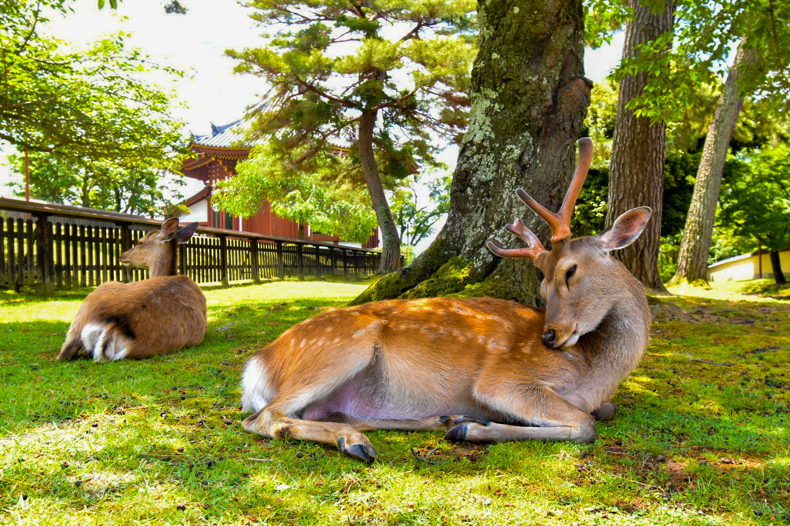 奈良の賃貸情報サイト なら賃貸ぐらし 賃貸のことならmaruwa 奈良公園の鹿
