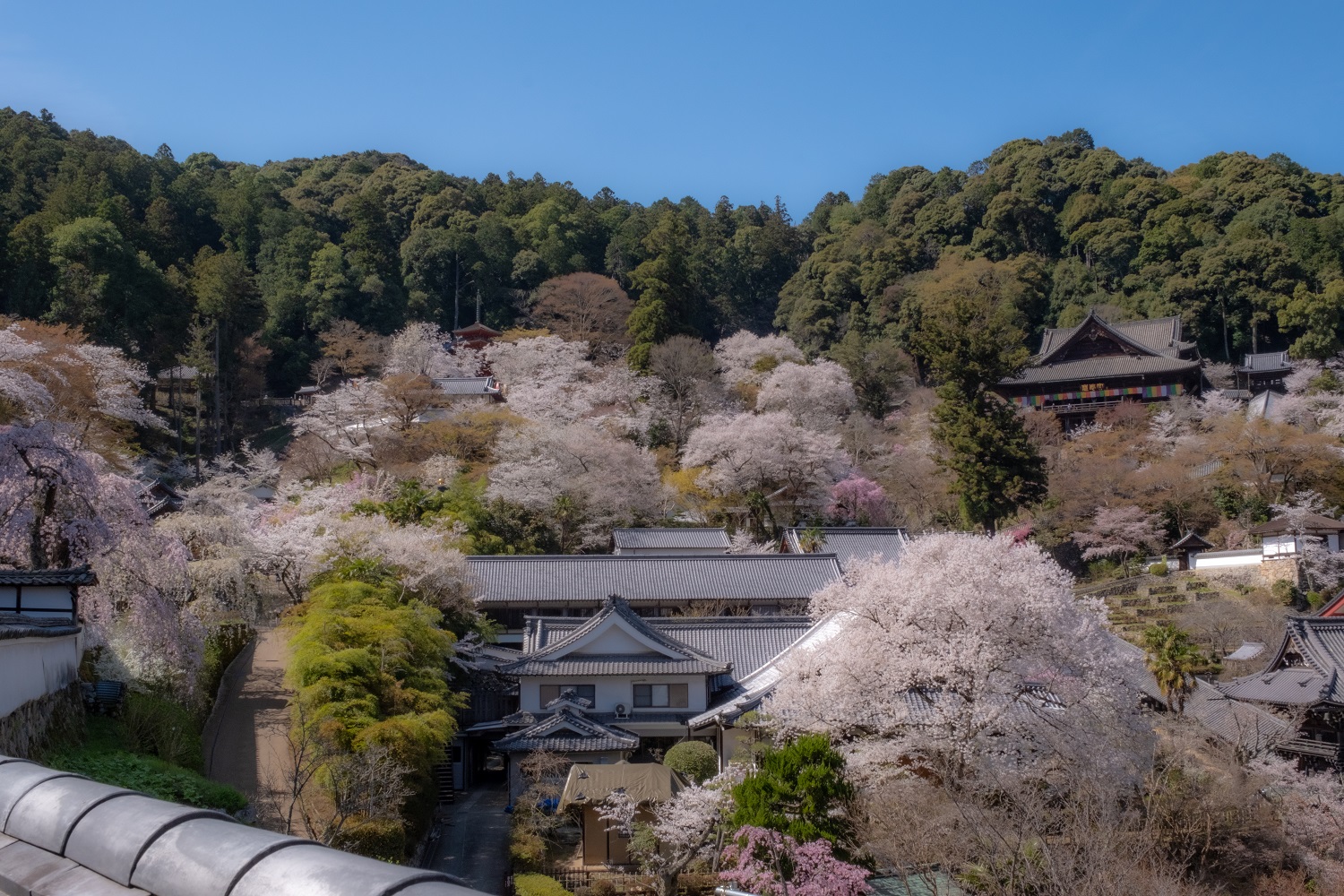 長谷寺の春 | 奈良女子大学生の学生マンションサイト